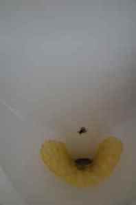 O.K. So every time Norn's been using the "WC" (toilet) he's been thinking there was a non-flusher before him. Putting on his glasses revealed that these are painted on bugs (fly). Guess they are targets? ??