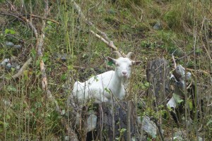 This one was Norm's favorite. He started coming towards our car.