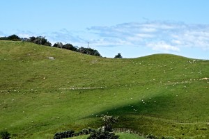 These are the sheep!