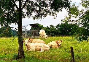 Stopped to take our buddy's pictures along the way.,, They were pretty cool about it.