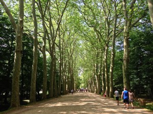 Here is what we are talking about when we say "tree lined street". These are awesome!