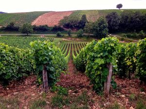 Sancerre Vineyard