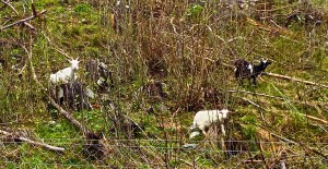 These little buggers wanted our food.