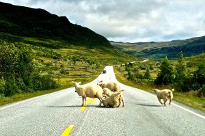 Then we had a road block!