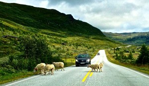 Finally they decided to get off the road.