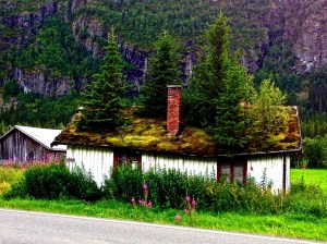 This was our absolute favorite one!! Seriously, how does this happen and how can these heavy trees not collapse the roof???