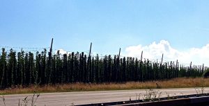 Hops along our drive to Munich