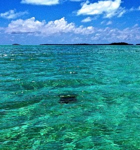 This is a turtle we could not keep up with and we were going fast!