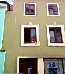 Kitty on a ledge (third story) said Hello to us