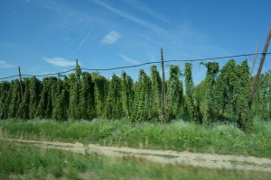 Norm's picture of hops on our 160 kph !!
