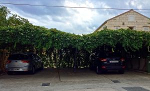 Took a little walk and whoah.. these people are what we call "GREEN"!