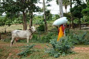 Women work hard in India.