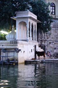 Cows are even hanging out at the City Palace by the lake!