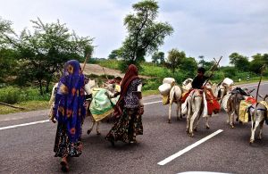 Just taking a walk down the road with my donkeys!