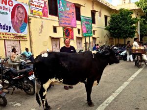 This guy almost got kicked over by this animal! 