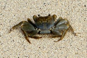 This is a TINY crab!! 