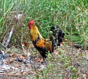 These are flying roosters.