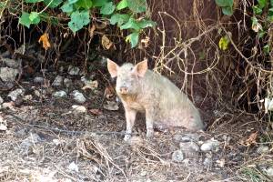 This little guy, was just hanging out along side the road. 