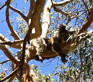 This is a sleepy head Koala bear.