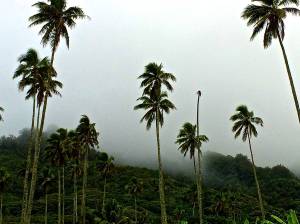 Most of our day looked like this in Rarotonga. Hence why Norm was whining???