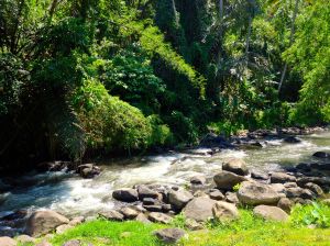 This is our view beyond the coconut trees in the back of our place. 