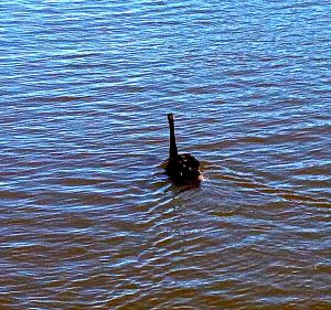 Lots of black swans here.