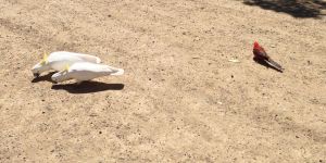 When we stopped to see the Koala bears, we were told to watch out for all the birds. They attack people!