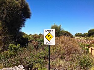 Yes, Stephanie, you are correct... The top ten MOST DANGEROUS snakes live in Australia!!