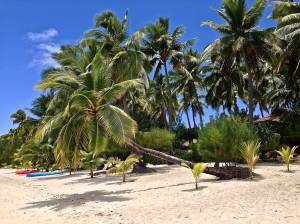 Rita's favorite tree on our beach in Aitutaki!
