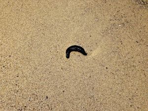 Sea cucumber in the sand.