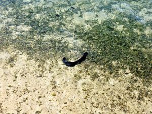 Sea Cucumber in the water!