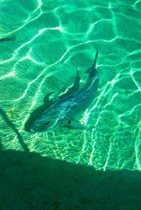 Tuvelli fish! This fish swam with us!! Yeah, mostly Norm, as Rita jumped back in the boat!