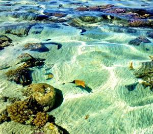 Snorkeling with these yellow fish. 