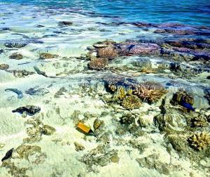 See the blue fish here too?