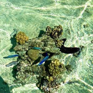 Blue and green fish! We really did snorkel with red fish and blue fish!