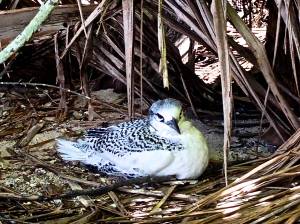 Little guy that can't fly!