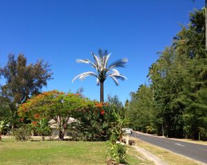 This is a fake Palm Tree... a/k/a cell phone tower. They are all disguised like this in Moorea!