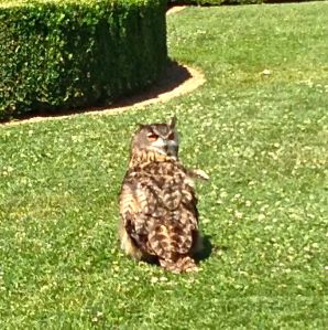 Or is this my Owl???? We yelled his name, "Owl" and he turned around for me to take this picture!