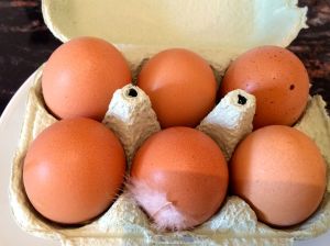 See feather in egg carton? Those are really fresh eggs!