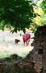 Mother and calf are doing fine! The population of St. Leon-sur-Vezere has just increased by one.