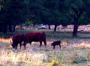 Standing, walking and eating within the first 24 hours!