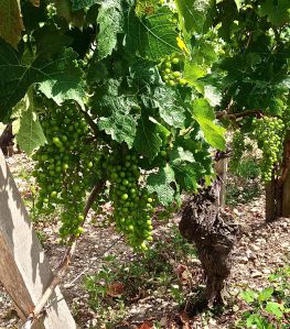 Grapes from Chateau Mouton Rothschild. Don't look any different to us from the last Chateau... uhm...