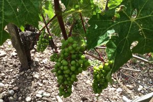 Sauvignon grapes in the Medoc. We were impressed with the quantity of grapes on the vines and the rocky soil in which they grow.