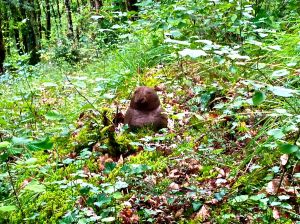 Pay no attention to that bush, moving around over there by that tree, it's just a bush. Nothing to look twice at. Nothing to be alarmed about. This looks like it could be gravy. I smell varmint poontang, and the only good varmint poontang is dead varmint poontang. FREEZE GOPHER!!!