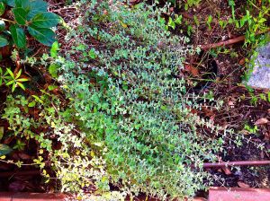 Oregano... won't need to buy this anymore!