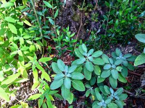 Sage... Glad Elisa pointed this out to us! We made tempura fried sage leaves!! Ummmm They were great!