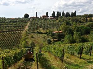 Small tractor and people hand picking the grapes. 