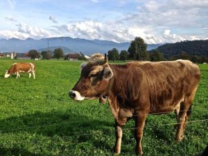 So.. while Norm is out of the car, chasing these guys along the road for a picture of the cowbell, this guy comes up to my car window and says hello! I got the good picture!! LOL !