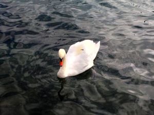 Little guy in Lucerne. 